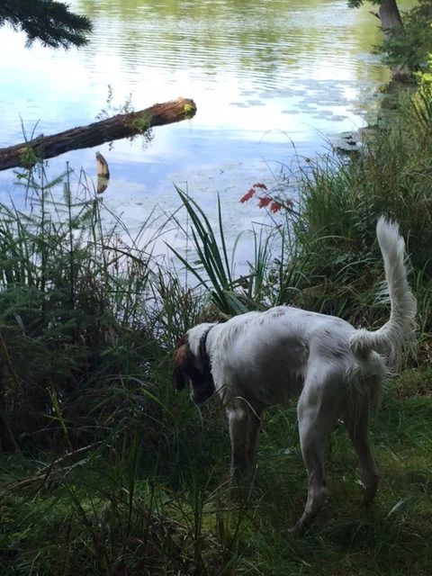 Tucker is feeling way better. We went swimming yesterday a couple times. He swims just about the same speed as me.