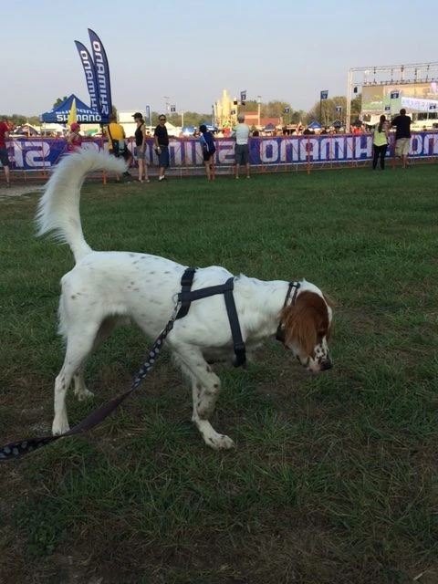 Tucker realized he couldn&rsquo;t run around with the guys riding in circles, so he put his attention back to butterflies and bees.