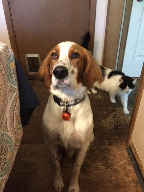 Tucker is trying to get me to take him out romping. He is so focused, he doesn’t realize that he has a cat stalking him.