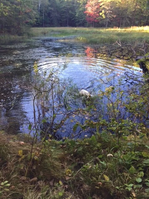 Tucker was up and down all night, he was so excited. Trudi already took him for a loop and they are heading back out again right now.