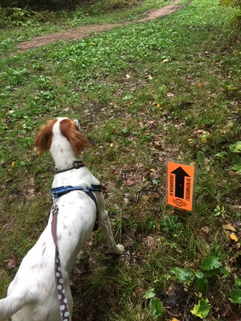 Tucker was alert waiting for me at the feedzone.