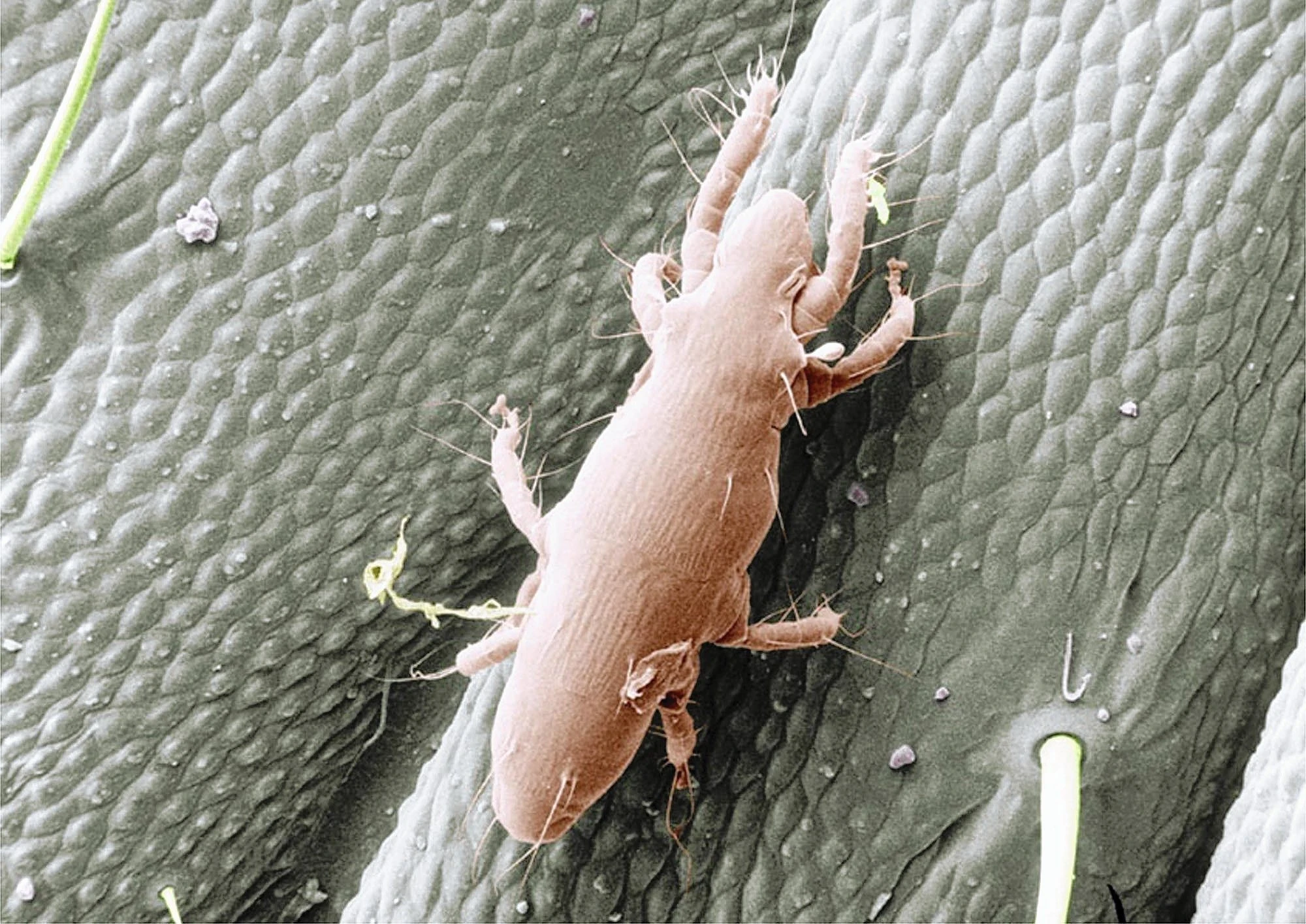 This is an oak mite. It sort of looks like a tardigrade.