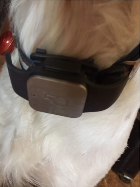 I got this Whistler GPS tracker that he is now wearing all the time. It shows his current location on a phone.