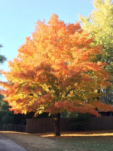 Fall is just getting under the way here in Eastern Kansas.