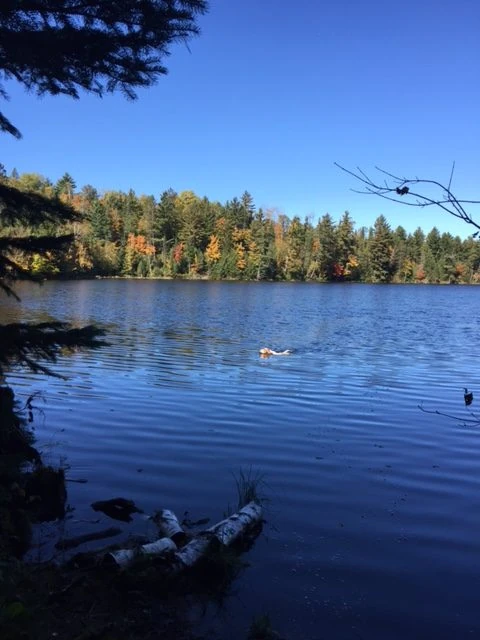 He has been swimming a few times a day, even though the water is getting colder.