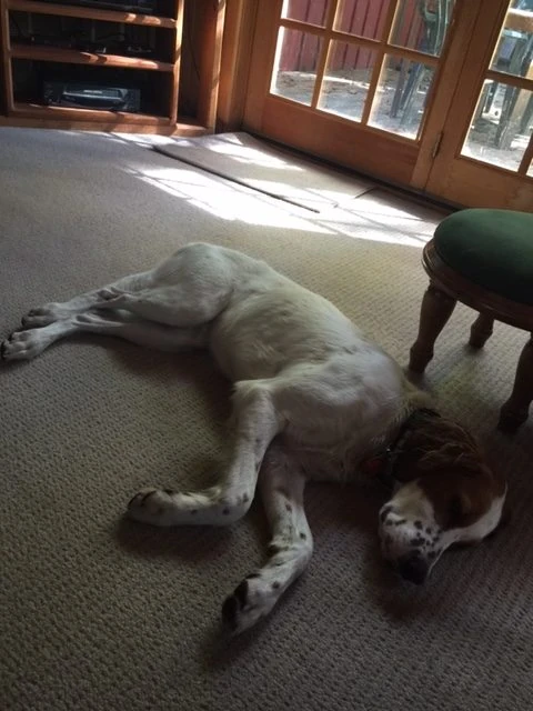 His ribs are showing pretty good.