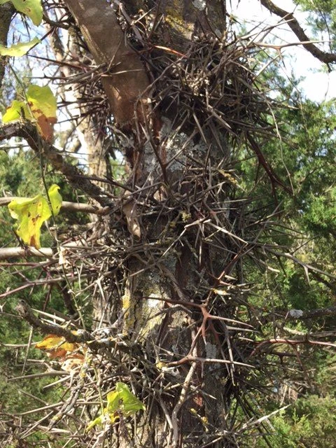 Kansas has locust trees. I hate these things. More than once, I&rsquo;ve impaled myself on these.