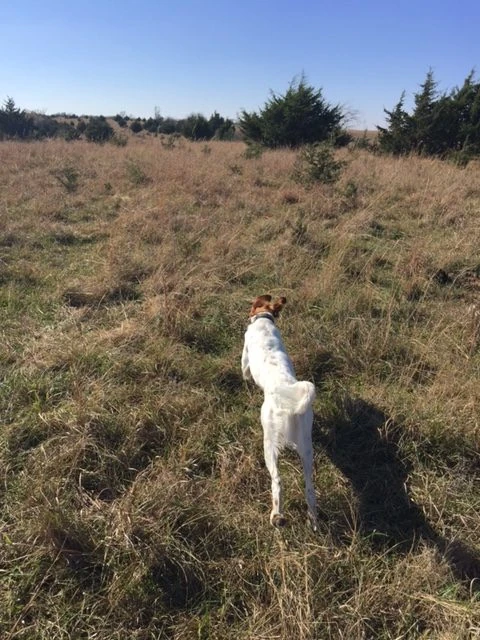 Tucker runs continuously. He comes back and checks on us pretty often, but he has things to do.