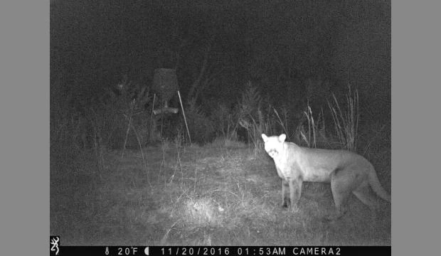 On a happier note, a hunter’s trail camera filmed a mountain lion in Shawnee County, where I live. This is the first photoed mountain lion near Topeka. They are very stealthy and shy.