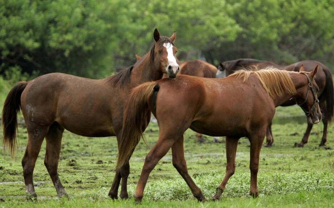 I have no idea how people eat these guys. It doesn&rsquo;t sit well with me.