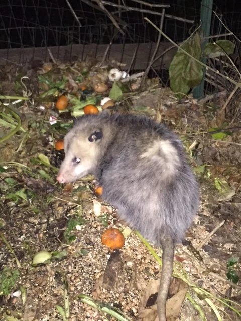 This guy has been coming nightly to the compose pile. I guess he like the fruit peels or something.